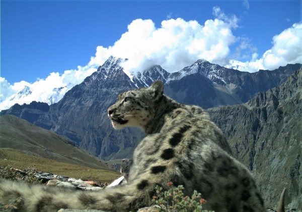 Nach Angaben der Umweltstiftung WWF gibt es noch rund 4200 bis 6400 Schneeleoparden, die im Hochgebirge Zentralasiens und des Himalayas in Freiheit leben. - © Madhu Chetri/dpa