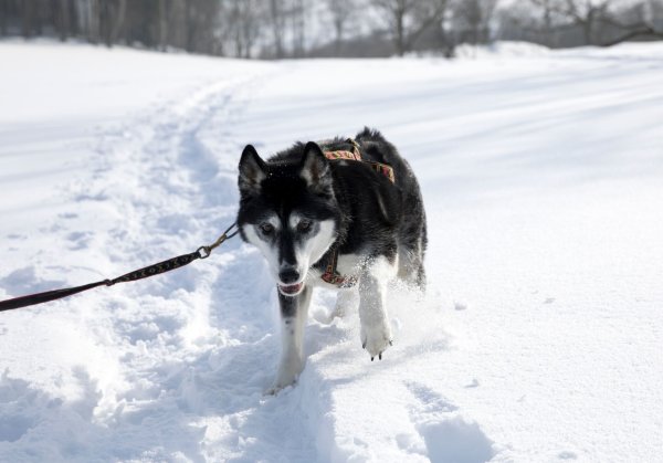 Huskys lieben Schnee und Kälte, ihnen wird garantiert nicht kalt. Mäntel haben auf diesen Hunden nichts verloren. - © Florian Schuh/dpa-tmn