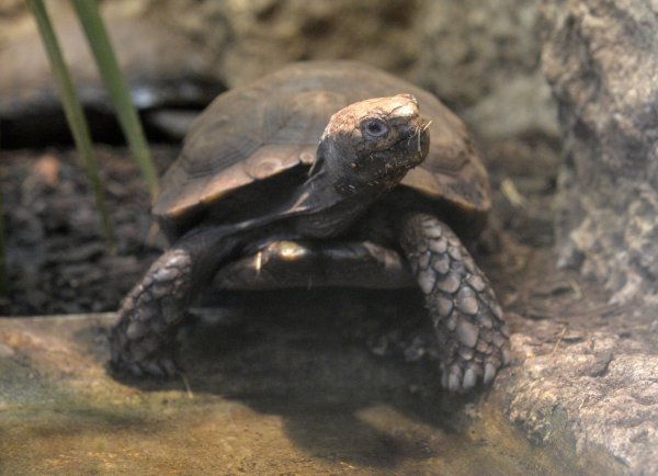 Braune Landschildkröte - © Foto: Andrea Warnecke/dpa-tmn