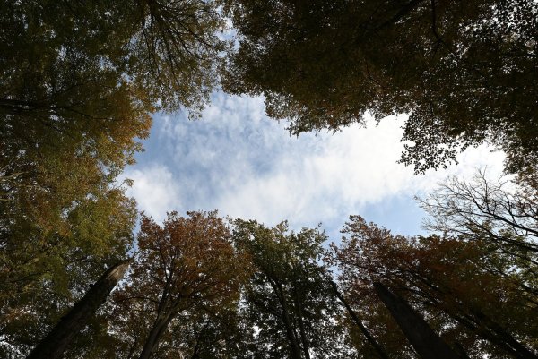 Umweltschützer sehen mehr Potenzial für Wildnisflächen. - © Swen Pförtner/dpa