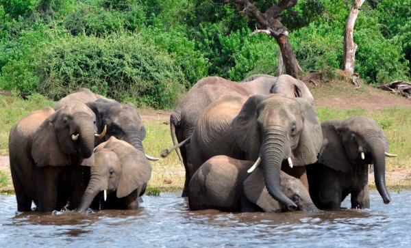 Elefanten trinken Wasser im Chobe-Nationalpark. (Archivbild) - © Charmaine Noronha/AP/dpa