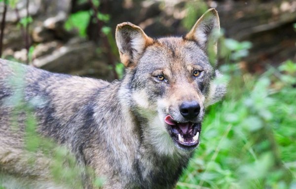 Die SGD Nord hatte einen Wolfsrüden in Norden von Rheinland-Pfalz zum Töten freigegeben. (Symbolbild) - © Julian Stratenschulte/dpa