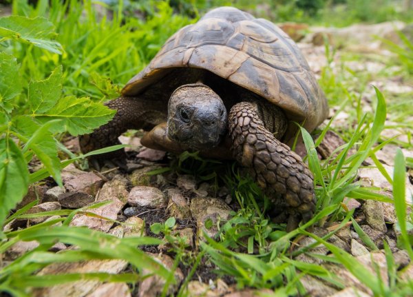 Landschildkröte - © Foto: Benjamin Nolte
