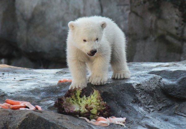 Eisbären-Jungtier im Wiener Zoo erstmals im Außengehege - © Foto: Fabian Nitschmann/dpa