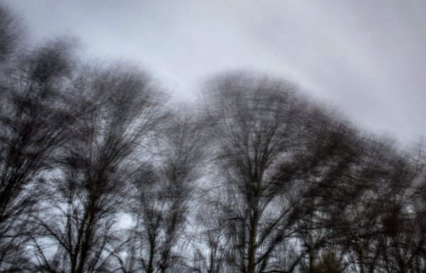 Bäume wiegen sich in Sturmböe - © Foto: Bernd Thissen