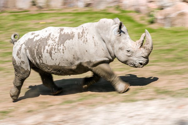 Ein Nashorn erkundet im Schweriner Zoo die neue Freianlage für Nashörner und Zebras. Die Zoos in Nordrhein-Westfalen erhöhen aus Angst vor Wilderern die Sicherheit an Nashorn-Gehegen. - © dpa