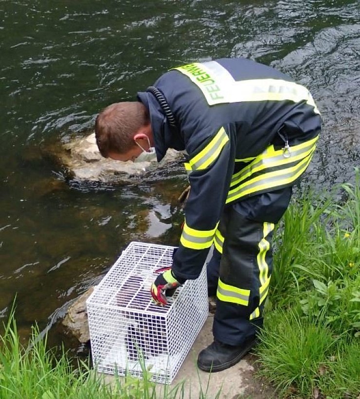 Im Transportkorb ging es zurück an die Bega. - © Feuerwehr Bad Salzuflen