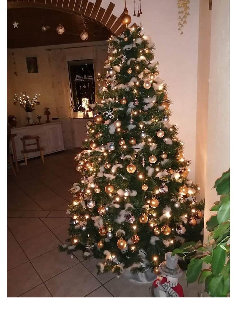 Weihnachtsbäume in Lippe