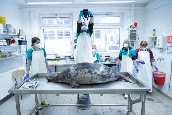 Das Robbensterben im vergangenen Herbst gibt weiter Rätsel auf. (Archivbild) - © Stefan Sauer/dpa