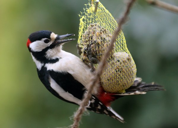 Buntspecht und Vogelfutter - © Foto: Roland Weihrauch