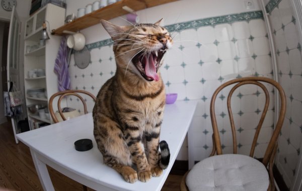 Katze mit geöffnetem Maul - © Foto: Axel Heimken