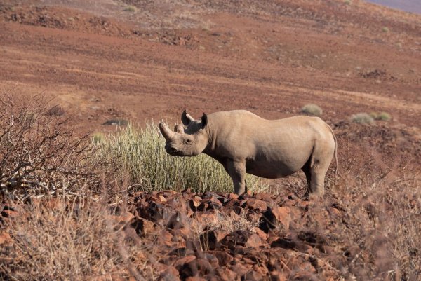Gefährdete Art: ein Spitzmaulnashorn in der Namib-Wüste. - © Andreas Drouve/dpa-tmn