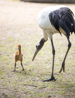 Das Schneekranichk&uuml;ken im Freigehege des K&ouml;lner Zoos. - &copy; Thomas Banneyer/dpa