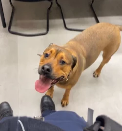 Die 13 Monate alte Mischlingsh&uuml;ndin Liva wartet bei der Bundespolizei in Bielefeld auf ihren Besitzer. - &copy; Bundespolizei/dpa