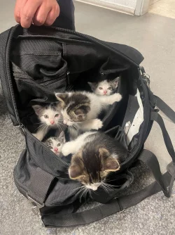 Katzenbabys in einer Polizeitasche. - &copy; -/Kreispolizeibeh&ouml;rde M&auml;rkischer Kreis/dpa