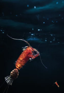 Ruderfu&szlig;krebse (Copepoda) bilden den gr&ouml;&szlig;ten Anteil des Zooplanktons. Hier ist ein eiertragendes Weibchen einer r&auml;uberisch lebenden Art zu sehen. - &copy; Mario Hoppmann/Alfred-Wegener-Institut/dpa