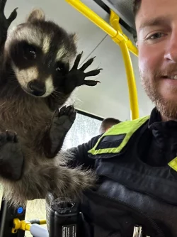 Ein Polizist h&auml;lt den kleinen Waschb&auml;ren in einem Bus in die Kamera. - &copy; Polizei Berlin/dpa