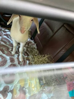 Ein L&auml;mmchen sitzt auf dem R&uuml;cksitz eines PKW. - &copy; Unbekannt/POLIZEI SALZBURG/APA/dpa