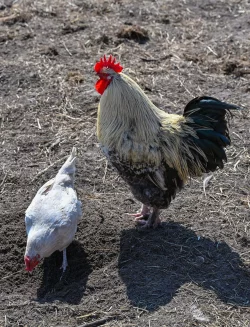 Ein Hahn und ein Huhn auf einem Bauernhof in der Freilandhaltung. - &copy; Patrick Pleul/dpa