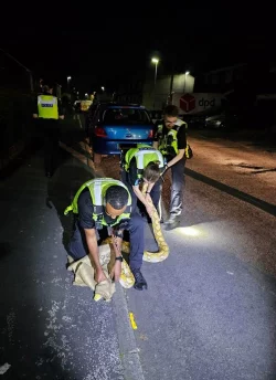 Polizeibeamte fangen den 3,6 Meter langen Python ein. - &copy; -/West Midlands Police/PA Media/dpa