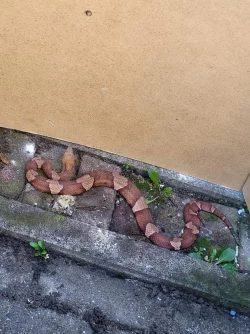 Eine Schlange der hochgiftigen Art Nordamerikanischer Kupferkopf ist in Bremerhaven aufgetaucht. - &copy; Feuerwehr Bremerhaven/dpa