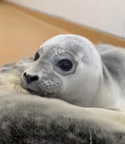 Die Seehundstation kümmert sich jedes Jahr um mehr als 150 kranke, mutterlose oder verletzte Seehunde. - © Seehundstation Norddeich/dpa