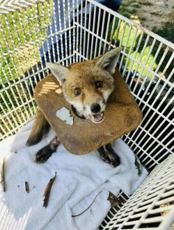 Der junge Fuchs in England, der von der Tierschutzorganisation RSPCA gerettet wurde. - &copy; Rspca/PA Media/dpa