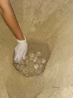 Das Bild zeigt das Nest einer Unechten Karettschildkr&ouml;te am Strand auf Mallorca. - &copy; CAIB/dpa