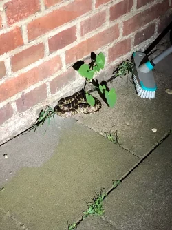 Eine Kettennatter liegt auf einem Gehweg. - &copy; Polizei Duisburg