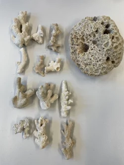 Eine gro&szlig;e Steinkoralle und weitere Korallenteile haben Zollbeamte in einem Koffer am Flughafen K&ouml;ln/Bonn entdeckt. - &copy; Hauptzollamt K&ouml;ln/dpa