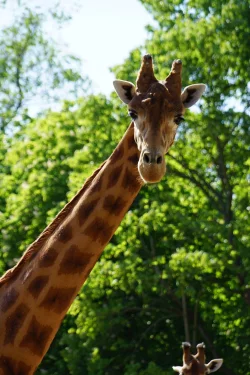 Der Giraffenbulle Diko lebt seit Jahren schon im Dresdner Zoo. - &copy; -/Zoo Dresden/dpa