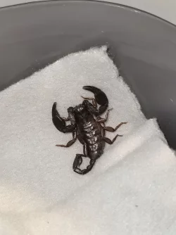 Wie ist der Skorpion nach G&ouml;ppingen gekommen? (Symbolbild) - &copy; -/ICARA.AT/dpa