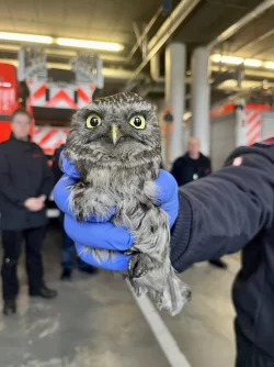 Eine Einsatzkraft h&auml;lt einen Steinkauz in der Hand. - &copy; Feuerwehr Bottrop/dpa/Archivbild