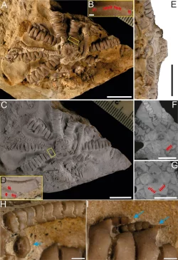 - &copy; Mariusz Salamon/The Royal Society/dpa