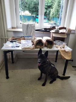 Drogensp&uuml;rhund Cash sitzt vor einem Tisch auf dem sich mehrere Bet&auml;ubungsmittel und Waffen befinden. - &copy; Polizeipr&auml;sidium Recklinghausen/dpa