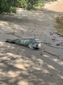 Lange Reise: Ein Heuler ist in Geesthacht angekommen. - &copy; -/Landespolizei Schleswig-Holstein/dpa