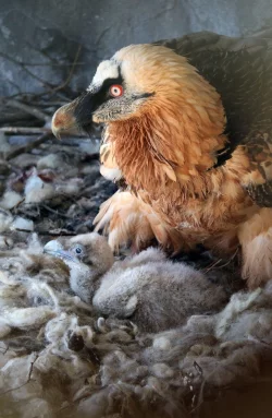 Im Alpenzoo in Innsbruck liegt ein Bartgeierk&uuml;ken in einem Nest. Zwei im Februar in &Ouml;sterreich geborene Junggeier sollen im Mai im bayerischen Nationalpark Berchtesgaden ausgewildert werden. - &copy; Helene Schneider/Alpenzoo Innsbruck/LBV/dpa