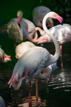 Flamingo Ingo steht in einem kleinen See im Berliner Zoo neben seinen Artgenossen. Seit mehr als 65 Jahren lebt er in dem traditionsreichen Tierpark. - &copy; Gregor Fischer/dpa