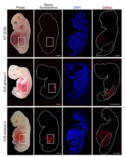Eine grafische Darstellung zeigt &laquo;humanisierte&raquo; Nierenzellen (rote Fluoreszenz) im Inneren von Embryos von Schweinen im Vergleich zu normalen, nicht manipulierten Schweineembryos. - &copy; Wang/Xie/Li/Li/Zhang/Cell Stem Cell/dpa