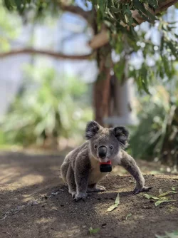 Koalas sind bedroht - etwa durch die Rodung von Bäumen, wie eine Studie nun herausfand. - © Ami Fadhillah Amir Abdul Nasir/Society for Experimental Biology/dpa