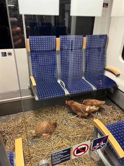 «Die Eier sind 1. Klasse», schrieb die Deutsche Bahn auf Instagram zu den zurückgelassenen Hühnern. - © -/Deutsche Bahn AG/dpa
