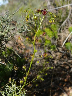 Die neue entdeckte Art Drosera atrata (Schwarzer Sonnentau). Ein deutsch-australisches Wissenschaftsteam hat neue fleischfressende Pflanzen entdeckt - mit Hilfe des Internets. - &copy; Andreas Fleischmann/SNSB-BSM/dpa
