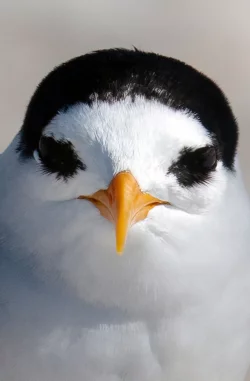 Der am meisten bedrohte Vogel Neuseelands: die Australseeschwalbe. - &copy; Darren Markin/Department of Conservation/dpa