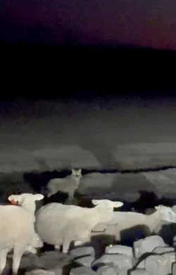 Räuber und Beute: der Goldschakal auf Sylt steht vor Schafen der Insel. - © Privat/Daniela Andersen/dpa