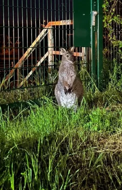 &laquo;Horst&raquo; wird zu Hause sehns&uuml;chtig erwartet. - &copy; LPI Erfurt/Polizei/dpa