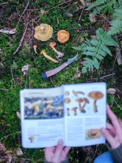 In Essen und in M&uuml;nster werden seit rund einer Woche mehrere Patienten mit schwerer Pilzvergiftung behandelt (Foto Illustration) - &copy; Ole Spata/dpa