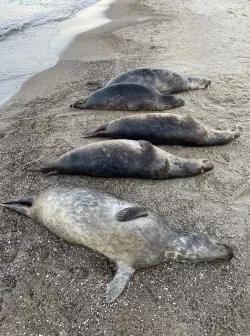 Woran die Kegelrobben an der Ostk&uuml;ste R&uuml;gens starben, ist noch unklar. Seit Anfang Oktober wurden 26 tote Tiere geborgen. - &copy; Biosph&auml;renreservatsamt/dpa
