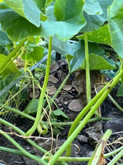 Wie das Tier in den Garten gelangen konnte, ist noch unklar. (Handout) - © -/Kreispolizeibehörde Herford/dpa