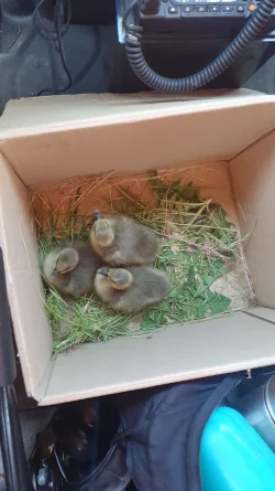 Im Wagen der Autobahnmeisterei Herford sitzen drei gerettete G&auml;nsek&uuml;ken in einem Karton. - &copy; Luca Hesse/Autobahn GmbH des Bundes, Niederlassung Westfalen/dpa