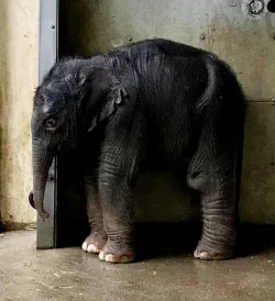 Das neu geborene Elefantenbaby im Zoo Leipzig. - &copy; --/Zoo Leipzig/dpa
